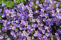 Lila Bacopa Blutopia Blumensamen zur Aussaat – Garten beliebt – Traditionssorte & ohne Gentechnik Samen Hausgarten