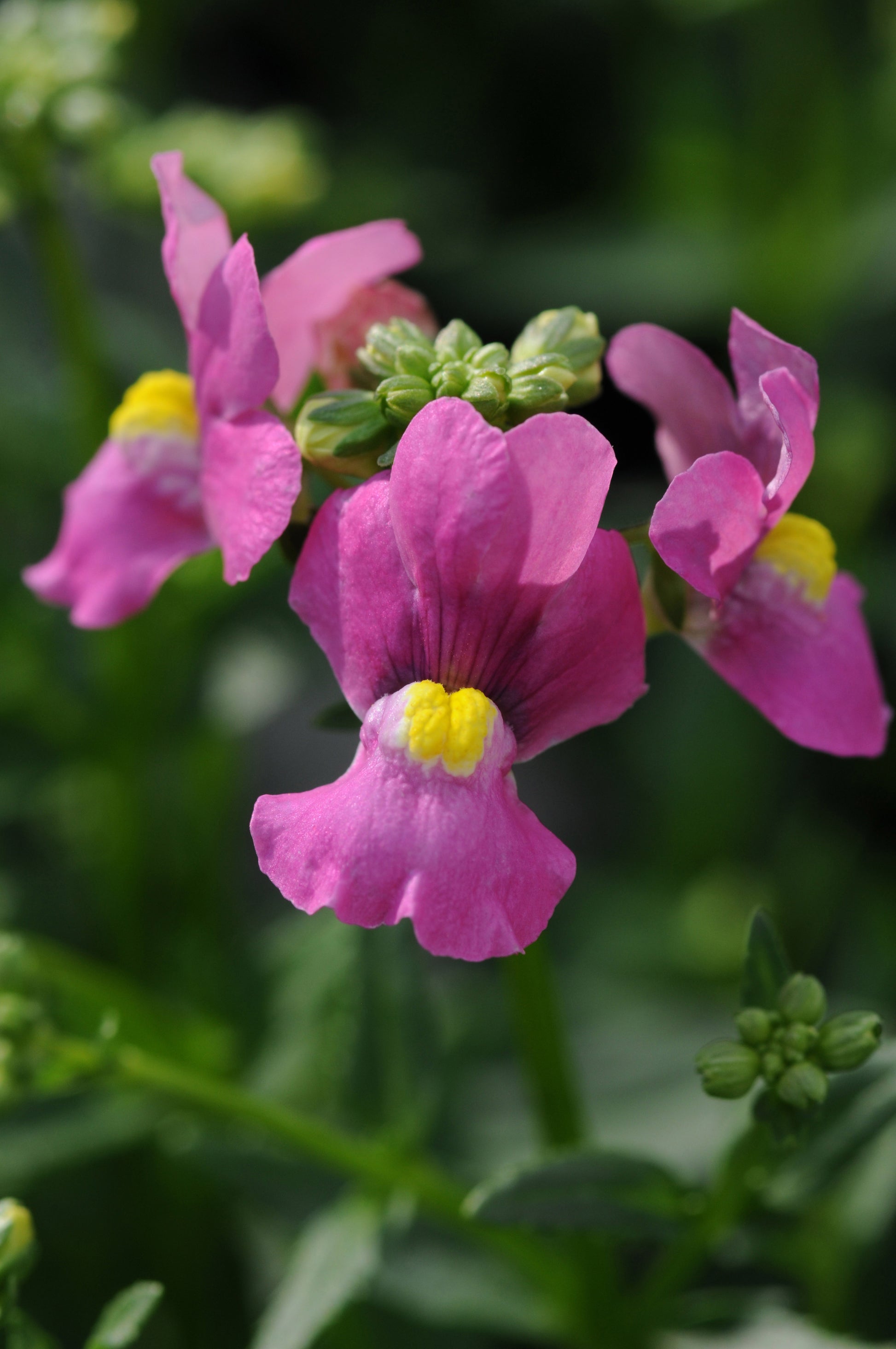 Rosa Nemesia Poetry Samen zur Aussaat – Anzucht Blumensamen Frühling Garten Blüten