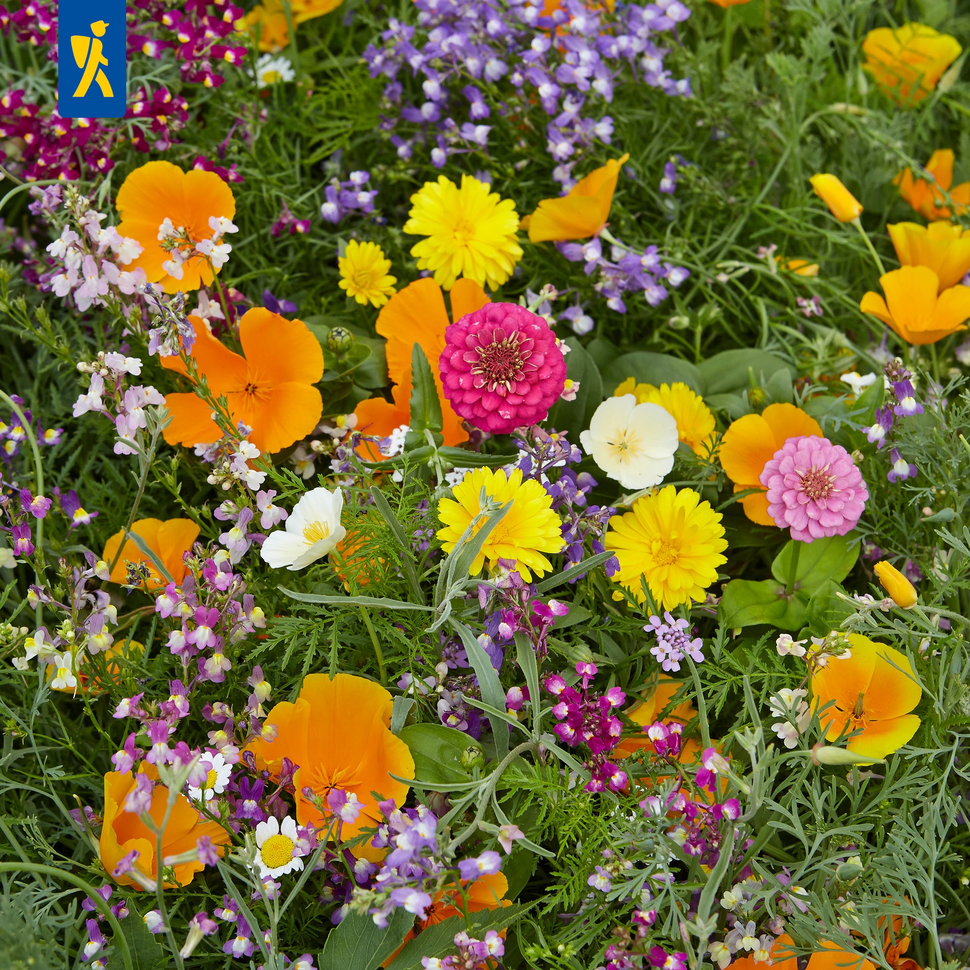 Mischung Nezabudka Blumensamen zur Aussaat sonnenliebend Traditionssorte & ohne Gentechnik Samen Hausgarten