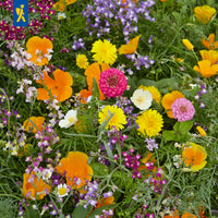 Mischung Nezabudka Blumensamen zur Aussaat sonnenliebend Traditionssorte & ohne Gentechnik Samen Hausgarten