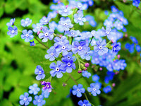 Bulk Forget-Me-Not Blumensamen zur Aussaat – leuchtend Blüten – Traditionssorte & ohne Gentechnik Samen Hausgarten