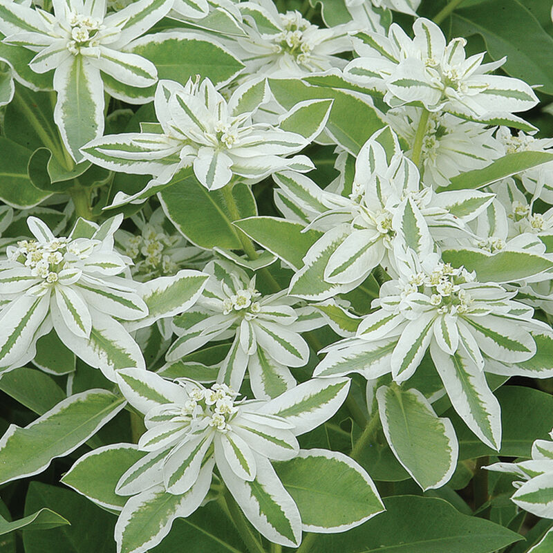 Grün Snow The Mountain Samen – Variegated Foliage zur Aussaat