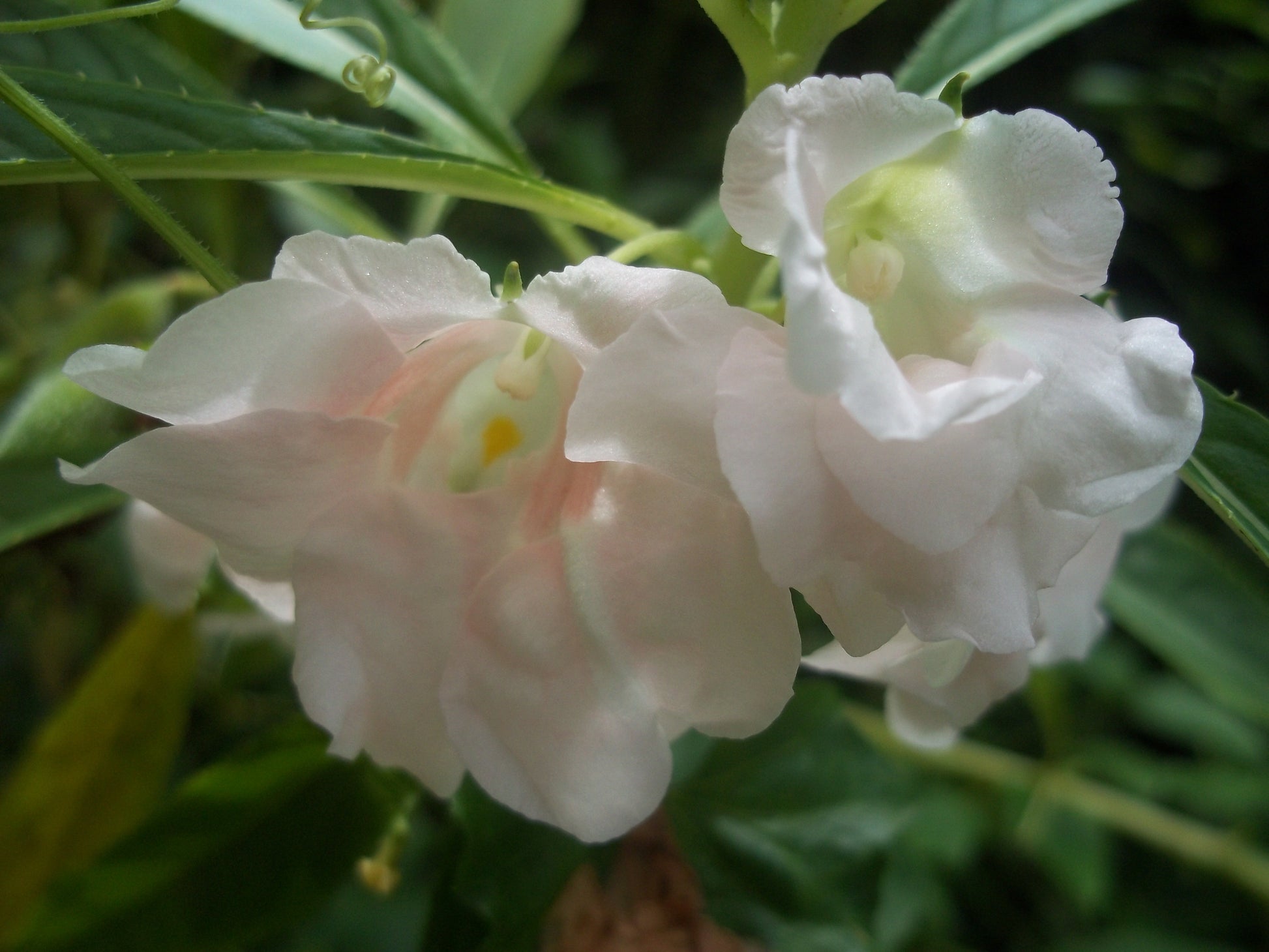 Weiß Balsamina Blumensamen – Leitfaden einfache Aussaat und Growing