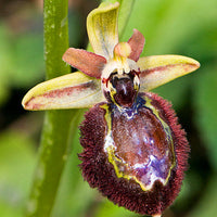 Gemischt Ophrys Speculum Samen zur Aussaat