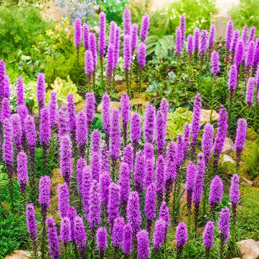 Lila Liatris Blumensamen zur Aussaat – farbenfroh Schau – Traditionssorte & ohne Gentechnik Samen Hausgarten