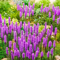 Lila Liatris Blumensamen zur Aussaat – farbenfroh Schau – Traditionssorte & ohne Gentechnik Samen Hausgarten