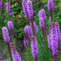 Lila Liatris Blumensamen zur Aussaat – farbenfroh Schau – Traditionssorte & ohne Gentechnik Samen Hausgarten