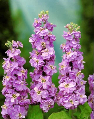 Violett Levkoje Incana Pflanzensamen: hochwertige Qualitäts- Blumensamen leuchtend Gärten und Effortless Aussaat