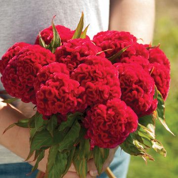 Celosia (celosia blume) samen for anpflanzung in home garten