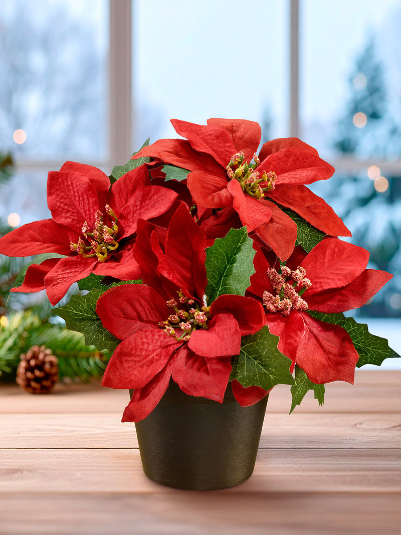 Rot Weihnachtsstern Blumensamen zur Aussaat – duftend Blüten – Traditionssorte & ohne Gentechnik Samen Hausgarten