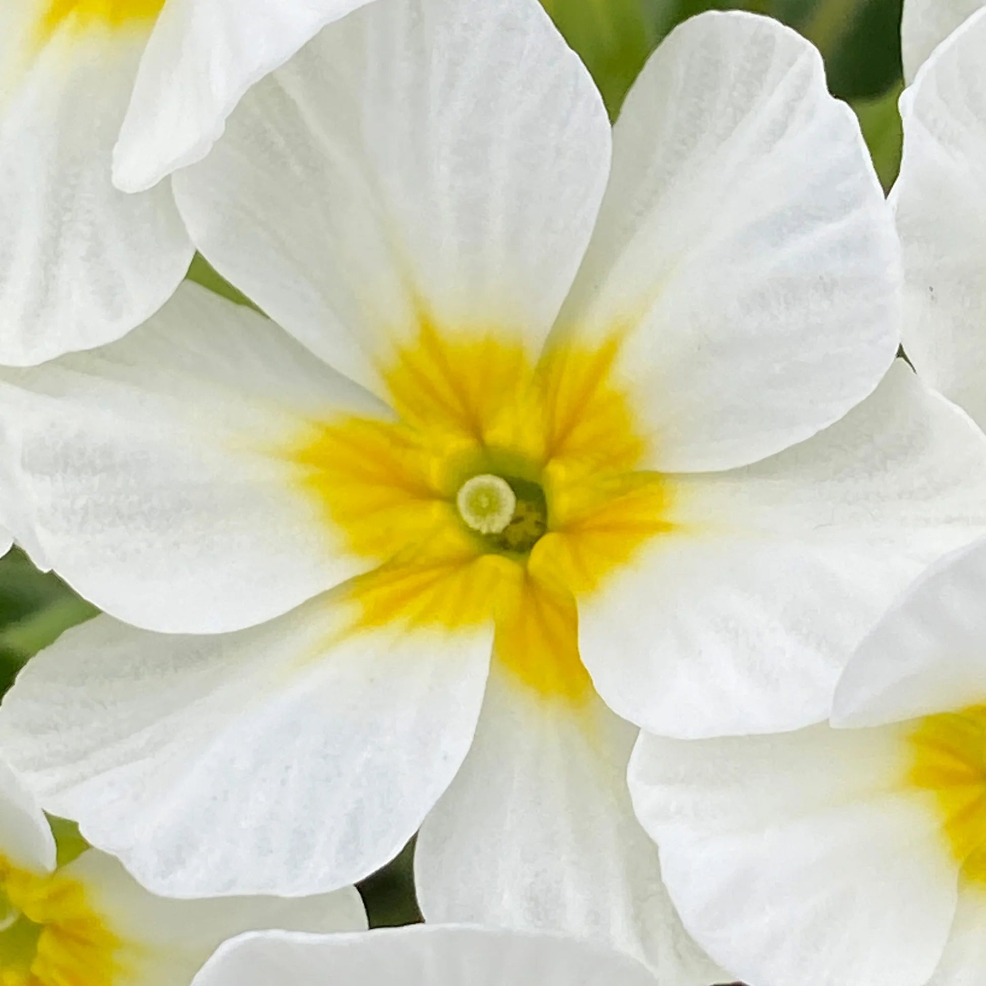 Weiß Schlüsselblume Blumensamen zur Aussaat – leuchtend – Traditionssorte & ohne Gentechnik Samen Hausgarten