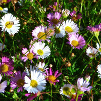 Erigeron Profusion Blumensamen zur Aussaat – Halbschatten verträglich – Traditionssorte & ohne Gentechnik Samen Hausgarten