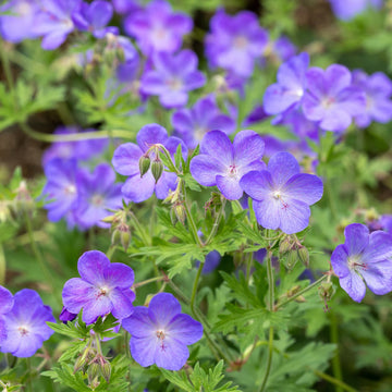 Blau Geraniums Blumensamen zur Aussaat – Landhaus Garten wichtig – Traditionssorte & ohne Gentechnik Samen Hausgarten