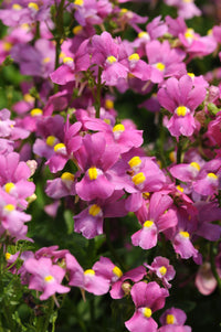 Rosa Nemesia Poetry Samen zur Aussaat – Anzucht Blumensamen Frühling Garten Blüten