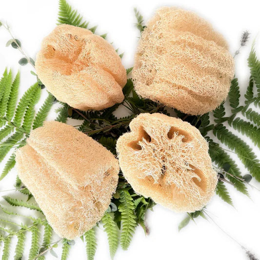 Cream Luffa Samen zum Pflanzen  Grow Delicious Luffa Gemüses