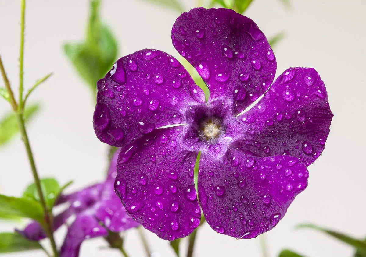Gemischt Immergrün Blumensamen zur Aussaat Anzucht Traditionssorte & ohne Gentechnik Samen Hausgarten