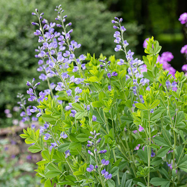 Blau False Indigo Blumensamen zur Aussaat – Anzucht – Traditionssorte & ohne Gentechnik Samen Hausgarten