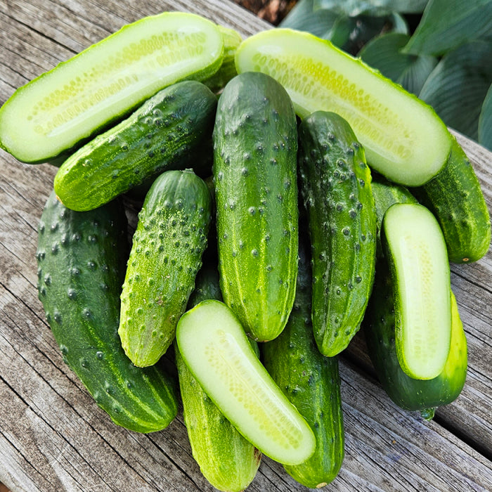 Buy Cucumber Pioneer Samen  Ideal zum Pflanzen