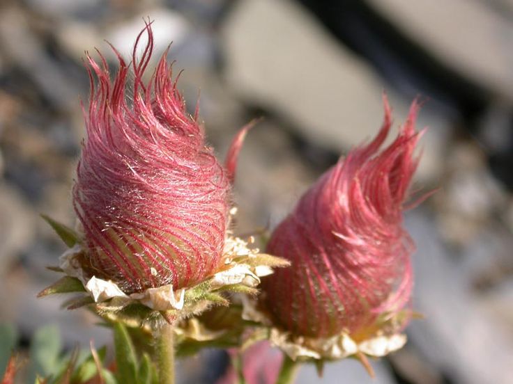 Traditionssorte Geum Reptans Blumensamen zur Aussaat farbenfroh Schau Traditionssorte & ohne Gentechnik Samen Hausgarten