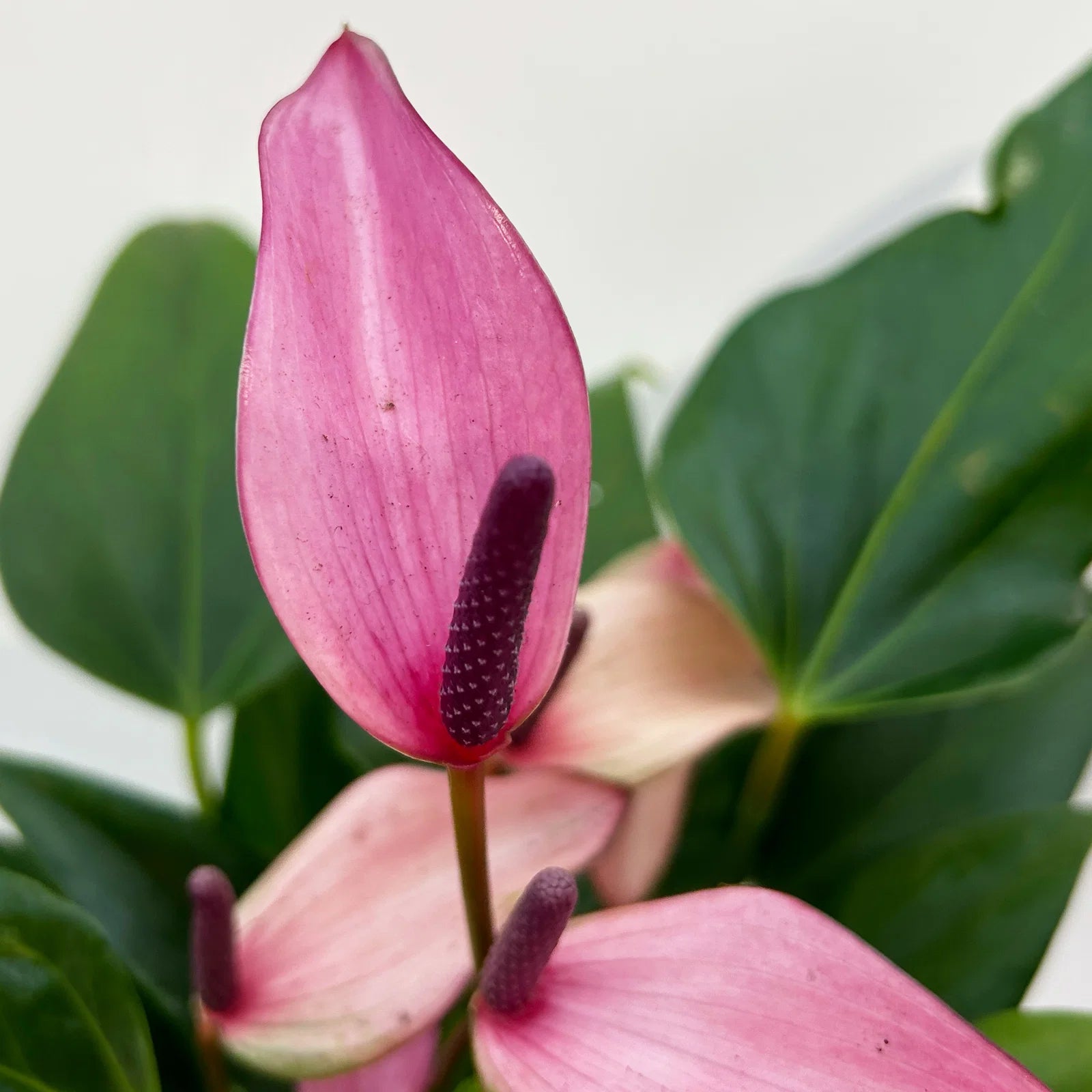 dunkel Lila Flamingoblume Blumensamen zur Aussaat Schnitt Blume beliebt Traditionssorte & ohne Gentechnik Samen Hausgarten