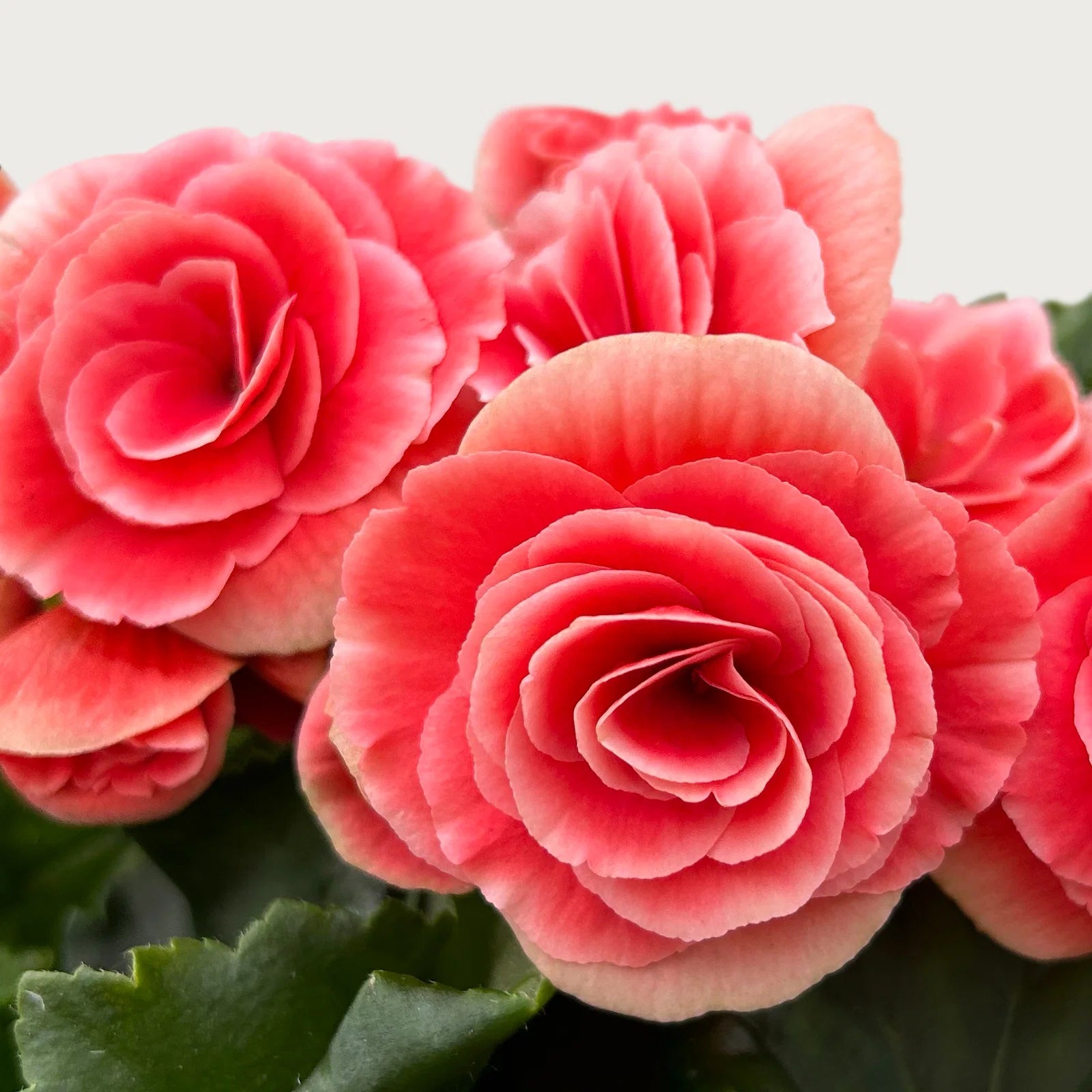 Rosa Weiß Begonie Blumensamen zur Aussaat – Wildblume Mischung – Traditionssorte & ohne Gentechnik Samen Hausgarten