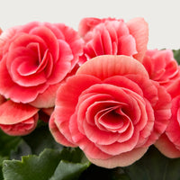 Rosa Weiß Begonie Blumensamen zur Aussaat – Wildblume Mischung – Traditionssorte & ohne Gentechnik Samen Hausgarten