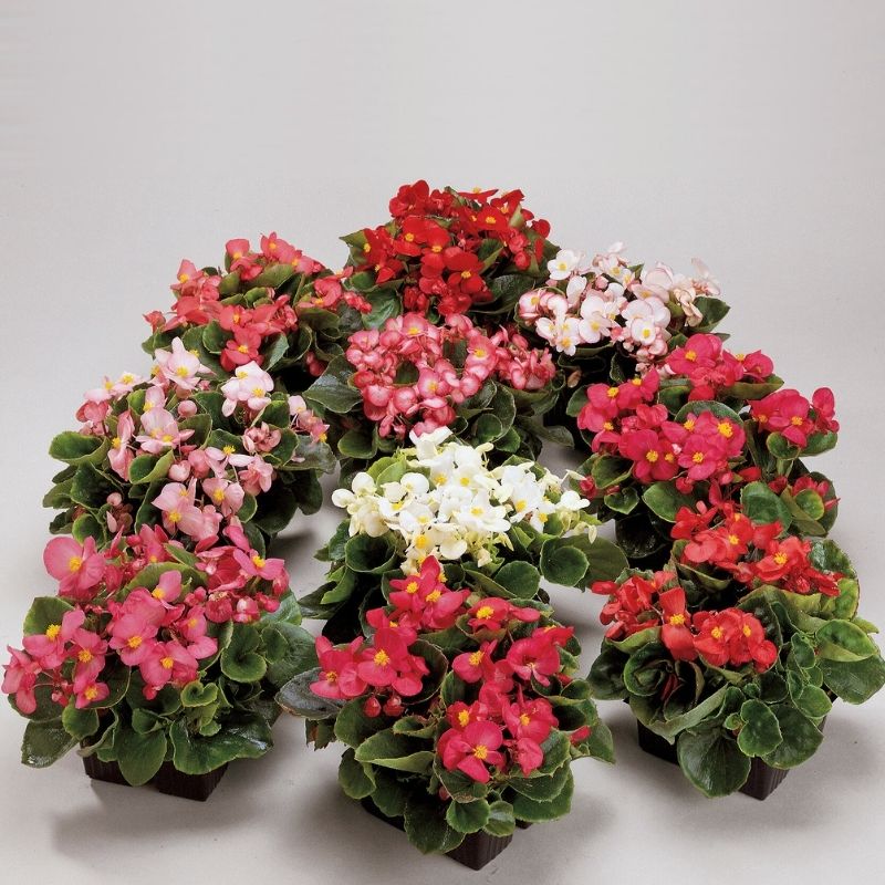 Ambassador (ambassador begonia) samen for anpflanzung in home garten