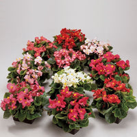 Ambassador (ambassador begonia) samen for anpflanzung in home garten