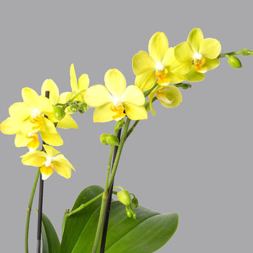 Gelb Schmetterlingsorchidee Orchidee Pflanze Samen zur Aussaat