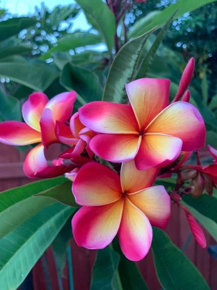 Frangipani Blumensamen zur Aussaat – lang Blüte Saison – Traditionssorte & ohne Gentechnik Samen Hausgarten