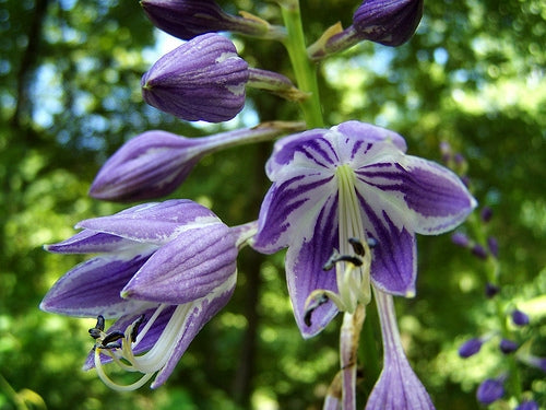 Ventricosa Hosta Blumensamen zur Aussaat leuchtend Blüten Traditionssorte & ohne Gentechnik Samen Hausgarten