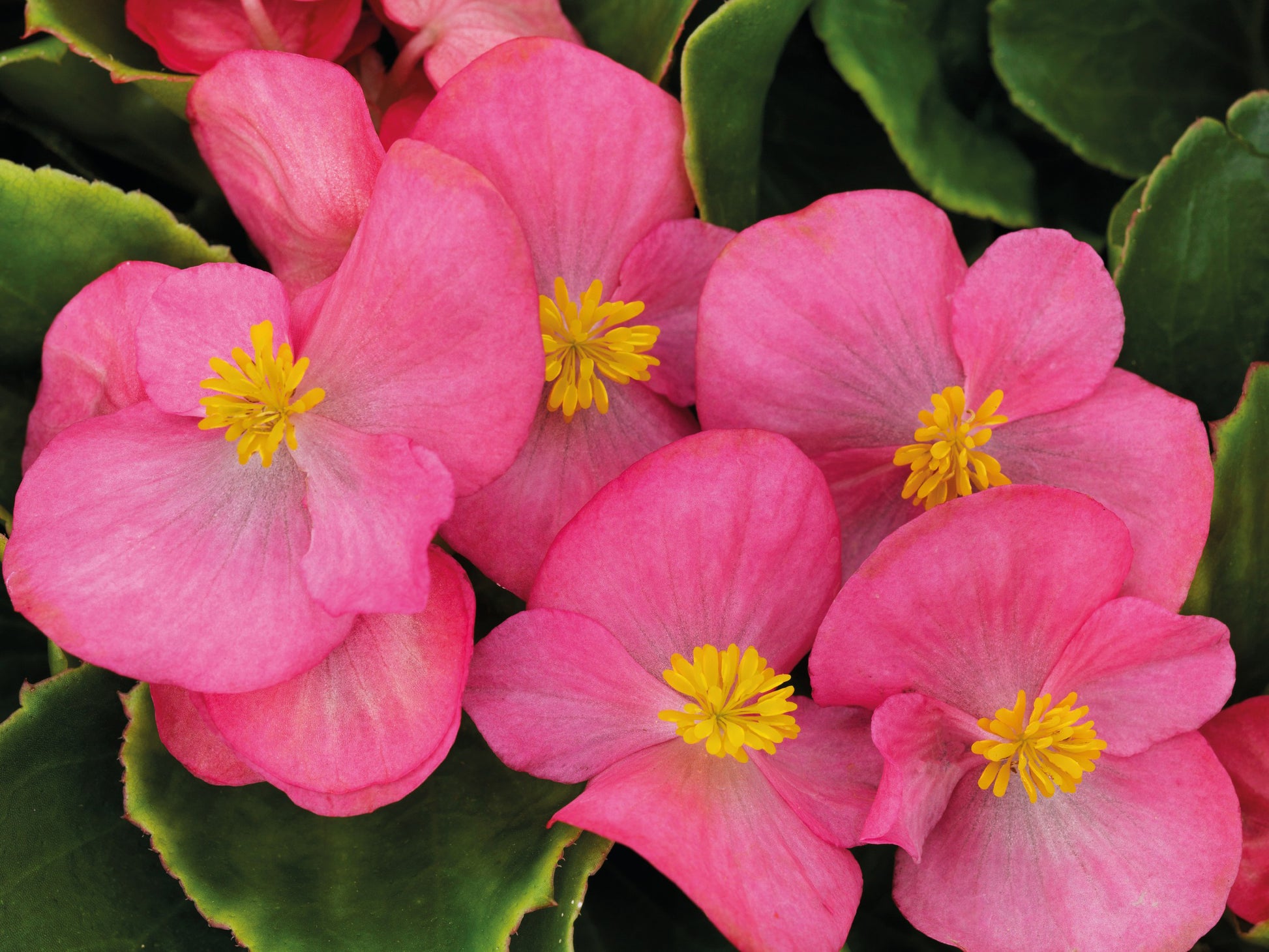 Begonie Super Olympia Rose Blumensamen zur Aussaat Blume Beet