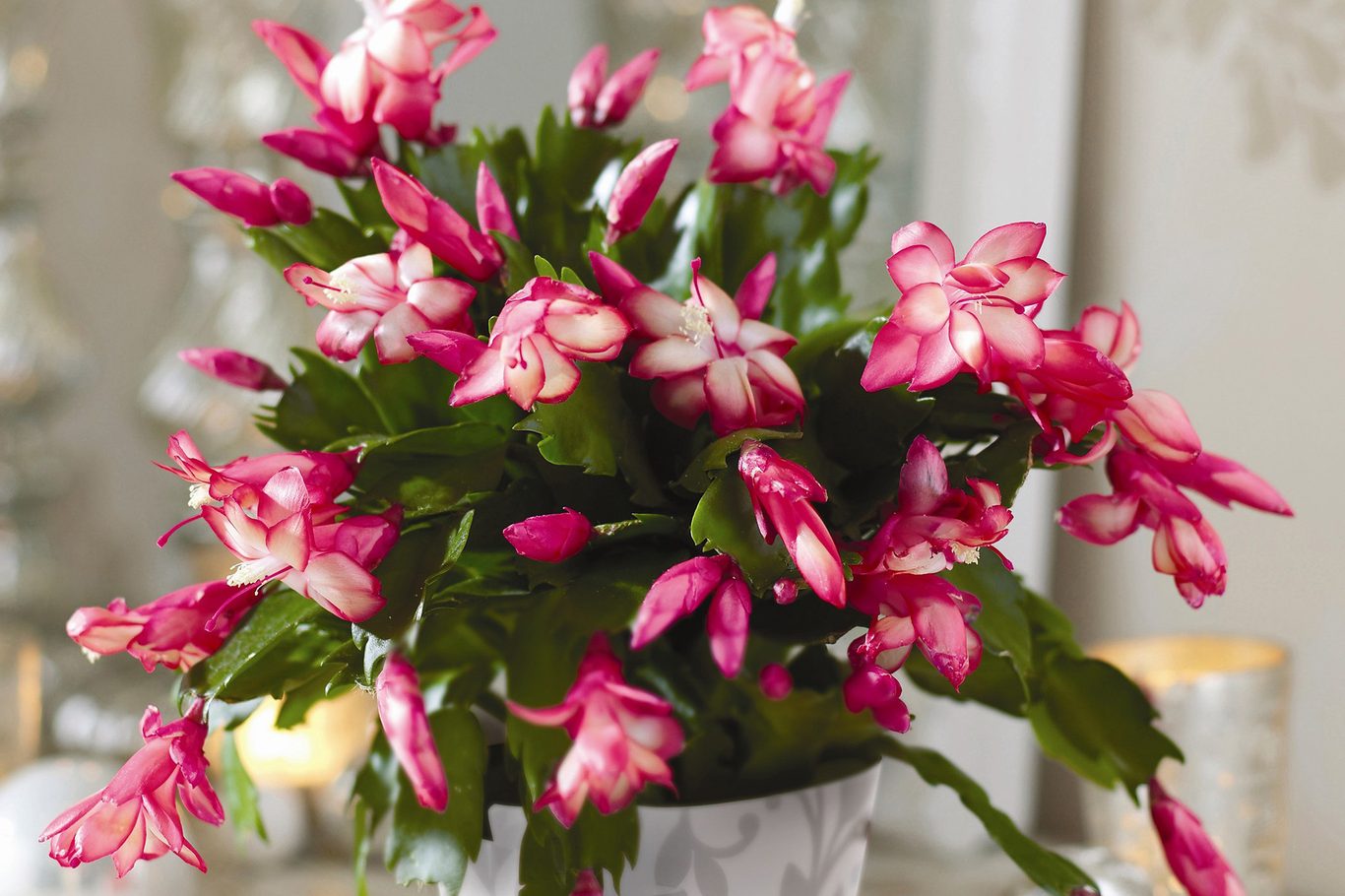 Rosy Weihnachtskaktus Blume Samen Blumensamen zur Aussaat lang Blüte Saison Traditionssorte & ohne Gentechnik Samen Hausgarten