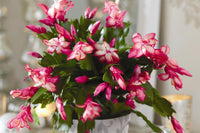 Rosy Weihnachtskaktus Blume Samen Blumensamen zur Aussaat lang Blüte Saison Traditionssorte & ohne Gentechnik Samen Hausgarten