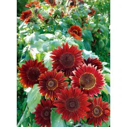 Rot Moulin Sonnenblume Blumensamen zur Aussaat – Anzucht – Traditionssorte & ohne Gentechnik Samen Hausgarten