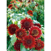 Rot Moulin Sonnenblume Blumensamen zur Aussaat – Anzucht – Traditionssorte & ohne Gentechnik Samen Hausgarten
