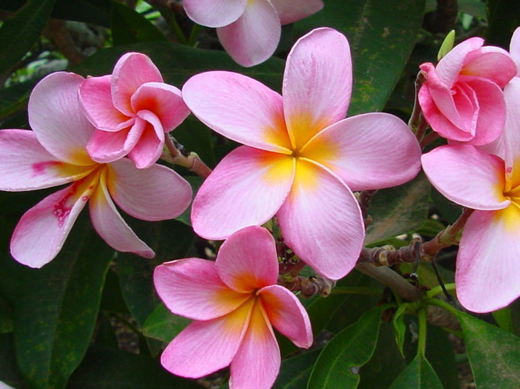 Rosa Weiß Frangipani Blumensamen zur Aussaat Halbschatten verträglich Traditionssorte & ohne Gentechnik Samen Hausgarten