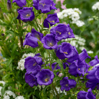 Traditionssorte Canterbury Blumensamen zur Aussaat Anzucht Traditionssorte & ohne Gentechnik Samen Hausgarten