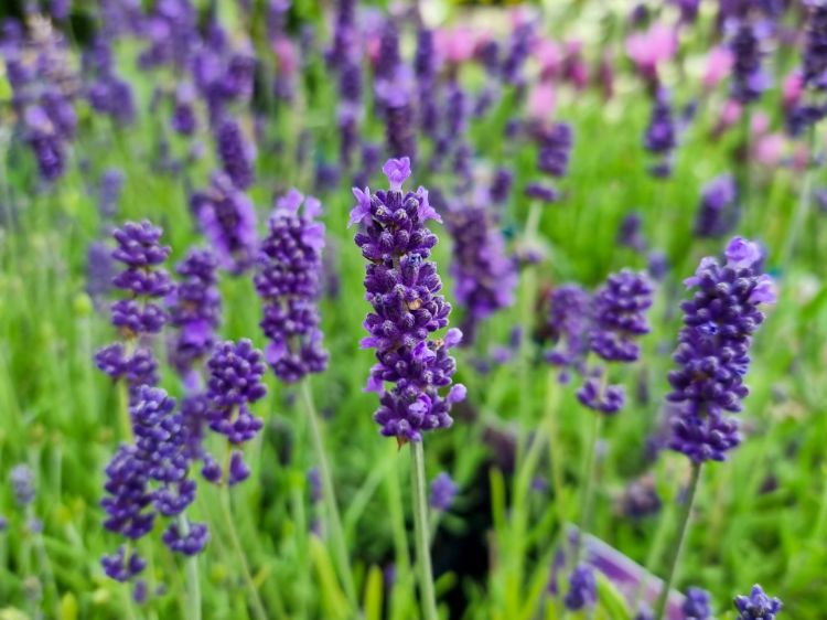Lavandula Blumensamen zur Aussaat lang Blüte Saison Traditionssorte & ohne Gentechnik Samen Hausgarten