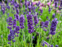 Lavandula Blumensamen zur Aussaat lang Blüte Saison Traditionssorte & ohne Gentechnik Samen Hausgarten