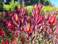 Leucadendron Salignum Conebush Blumensamen zur Aussaat robust Sorte Traditionssorte & ohne Gentechnik Samen Hausgarten