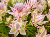 Serruria Blumensamen zur Aussaat Schnitt Blume beliebt Traditionssorte & ohne Gentechnik Samen Hausgarten