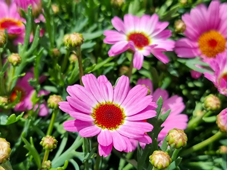 Gemischt Argyranthemum Blumensamen zur Aussaat – Schnitt Blume beliebt – Traditionssorte & ohne Gentechnik Samen Hausgarten