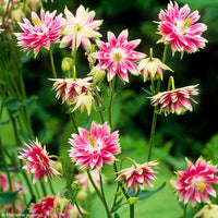 Barlow Columbine Blumensamen zur Aussaat Halbschatten verträglich Traditionssorte & ohne Gentechnik Samen Hausgarten