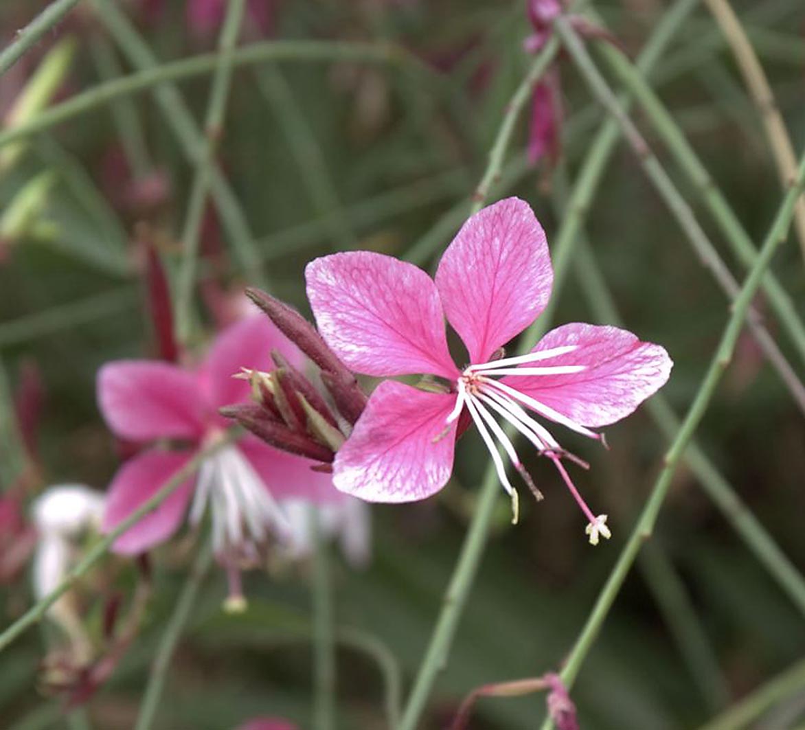 Rosa Whirling Blumensamen zur Aussaat – Garten beliebt – Traditionssorte & ohne Gentechnik Samen Hausgarten
