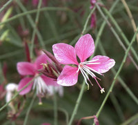 Rosa Whirling Blumensamen zur Aussaat – Garten beliebt – Traditionssorte & ohne Gentechnik Samen Hausgarten