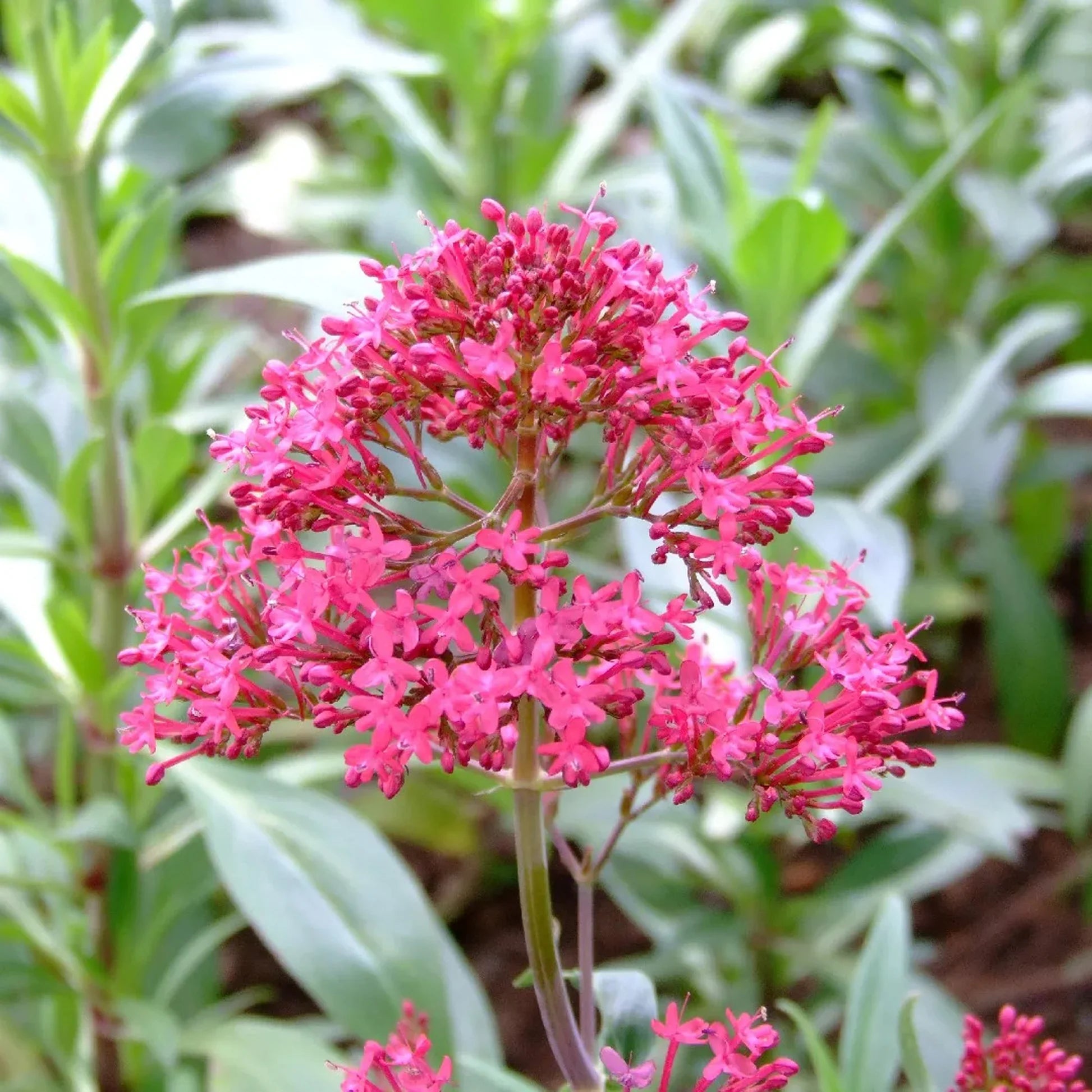 Gemischt Jupiter's Beard Blumensamen zur Aussaat – Drought verträglich – Traditionssorte & ohne Gentechnik Samen Hausgarten