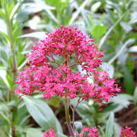Gemischt Jupiter's Beard Blumensamen zur Aussaat – Drought verträglich – Traditionssorte & ohne Gentechnik Samen Hausgarten