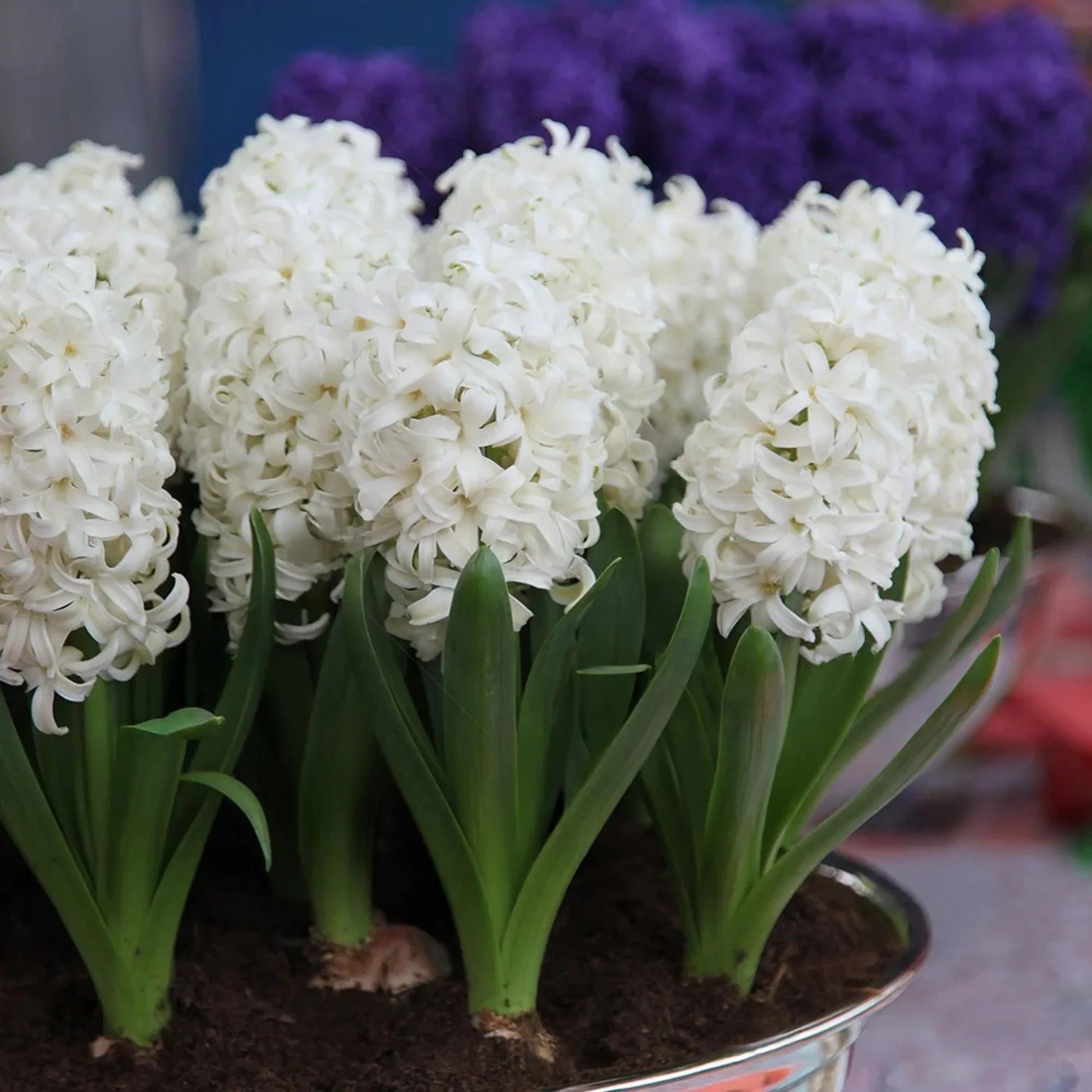 Hyacinthus Orientalis Blumensamen zur Aussaat – pflegeleicht – Traditionssorte & ohne Gentechnik Samen Hausgarten