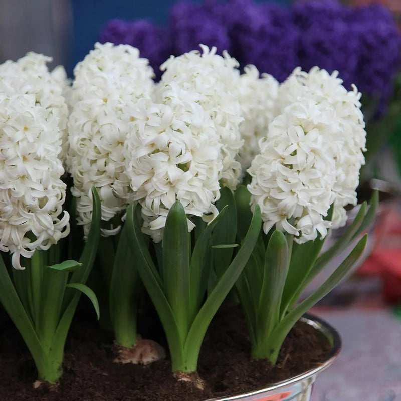 Hyacinthus Orientalis Blumensamen zur Aussaat – pflegeleicht – Traditionssorte & ohne Gentechnik Samen Hausgarten